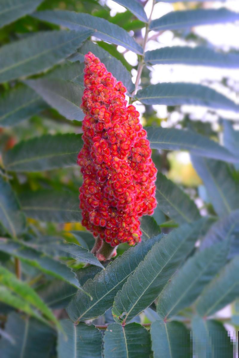 3种“变色植物”，天气越冷颜色越美，能耐零下15度