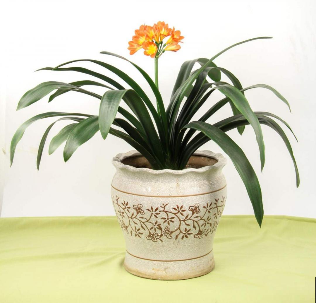 15年的君子兰，今天终于奇迹开花，开花技巧都给你！