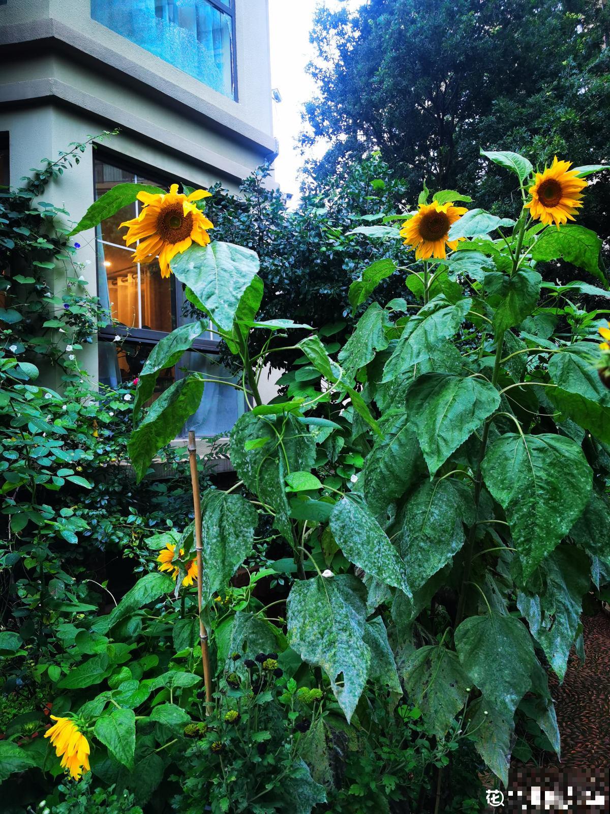 老小区都想装新电梯，我却迟迟不同意，太影响养花