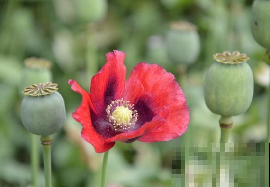 1种花是“毒美人”，千万不能养，1棵就能招来麻烦