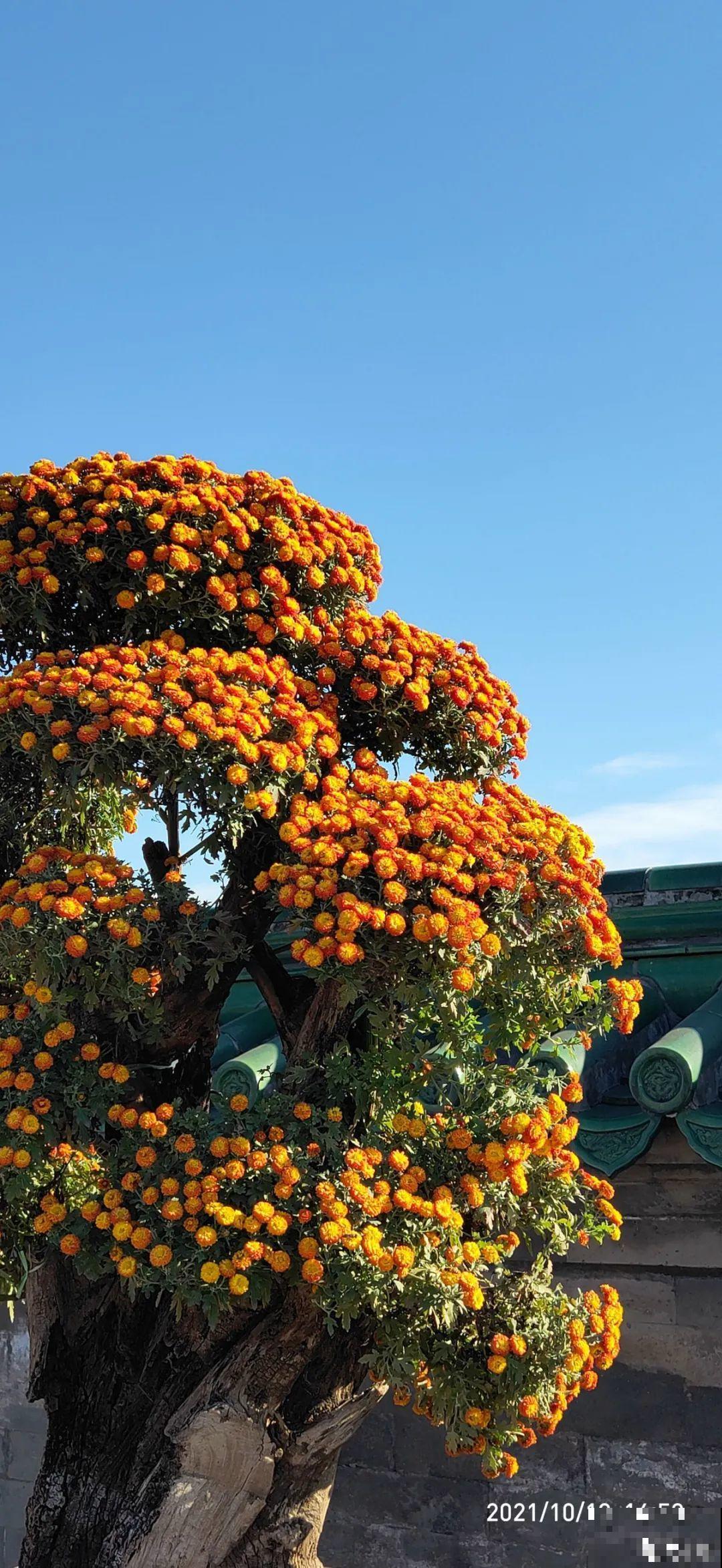 一盆菊花一万二，能开出七个颜色，真是少见