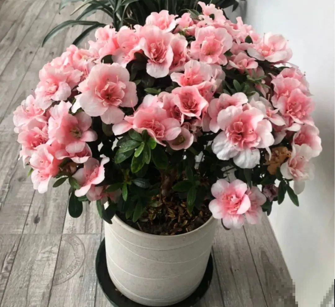 10种“怕晒花”，越晒死越快，半阴地儿反倒长得旺