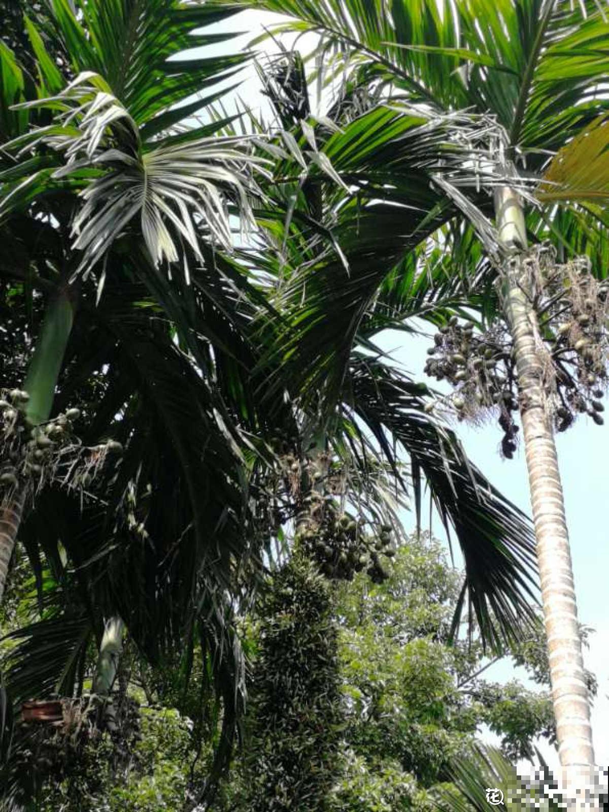 退休以后，在海南买了个房子，才知道为啥大家都爱来