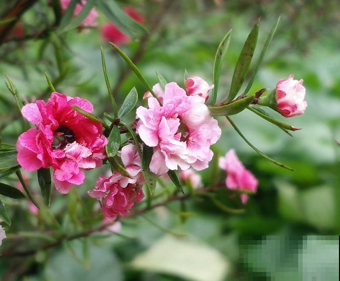 一种花像“松”又像“梅”，花色三变，易爆盆，开花持续小半年！