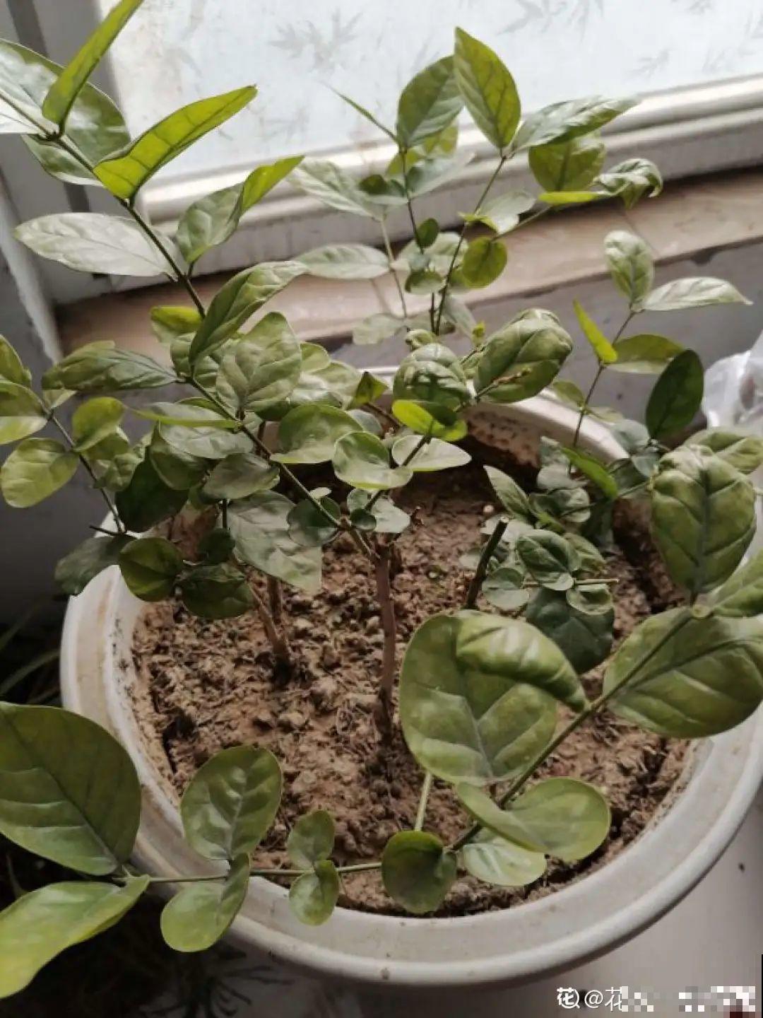 7种花冬天会假死，叶子掉光不要扔，明年还能大爆花！