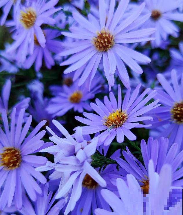 养花以后，爸爸“性情大变”，细心也有耐心了