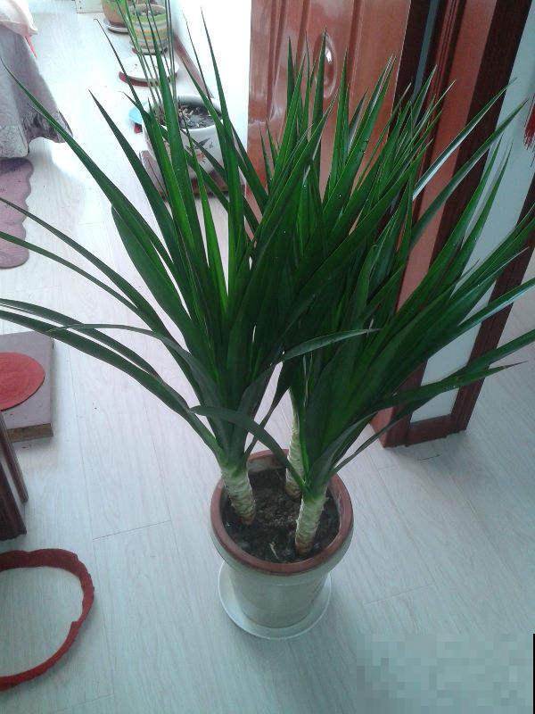 名字里带“龙”的6种花，养在家里镇宅又吉祥，安全感满满