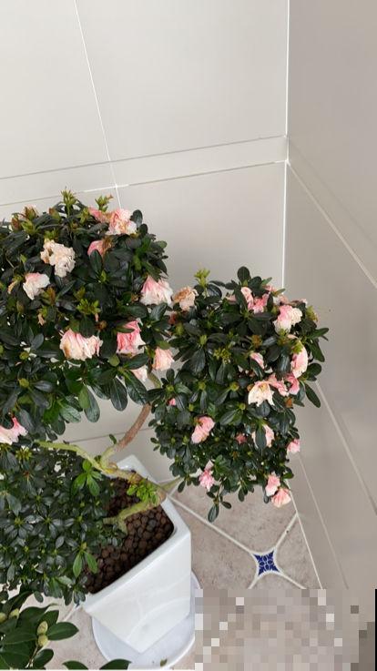 想让杜鹃开花多得不见叶,掌握5个“窍门”,满盆开爆花很简单 想让杜鹃开花多得不见叶,掌握5个“窍门”,满盆开爆花很简单