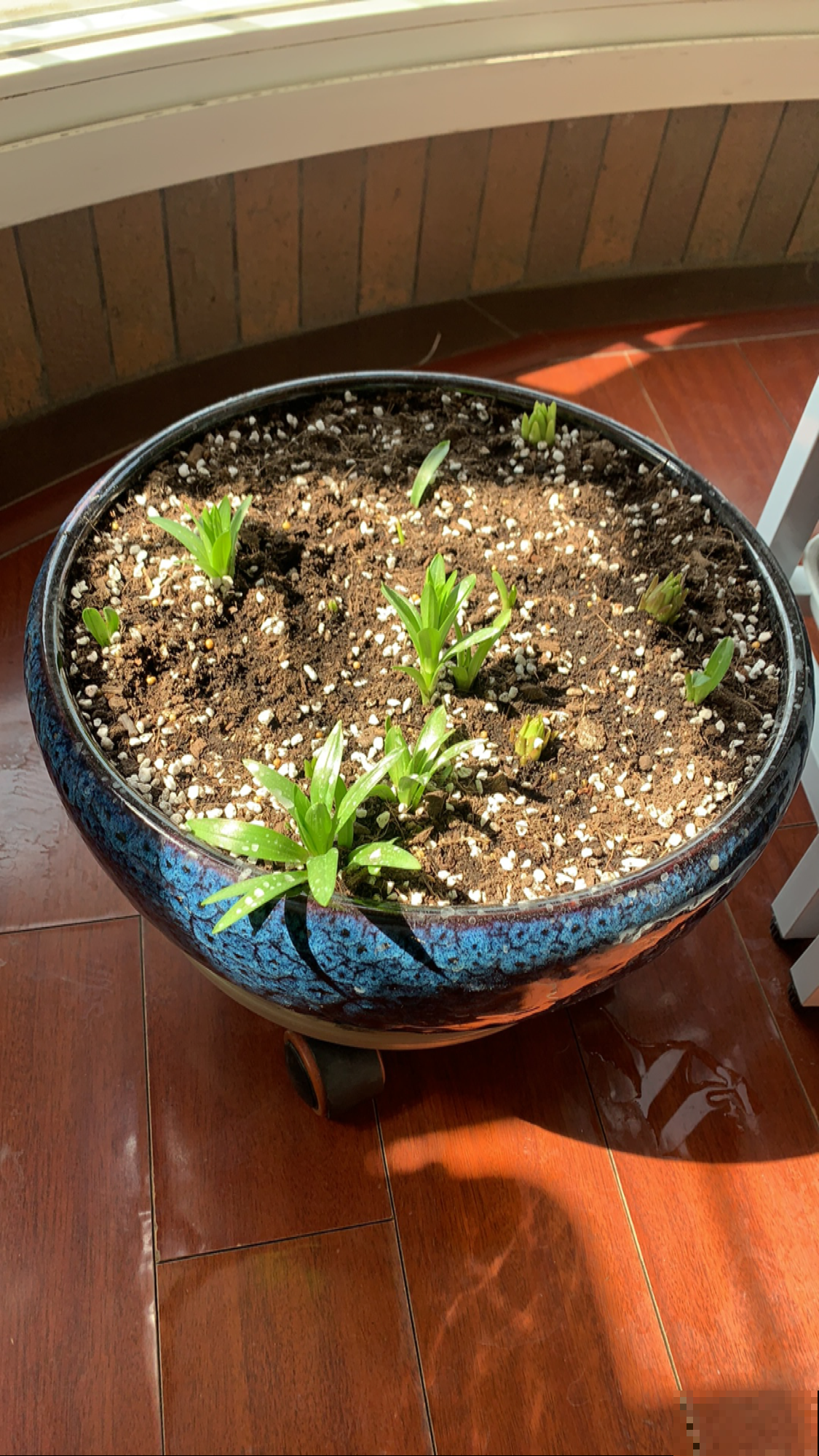 土里埋个百合种球，一周就冒芽，两个月开花，满屋子是香味