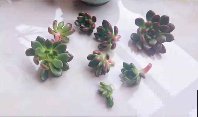 红宝石养好了，一片叶子也能变小苗，还不用操心！