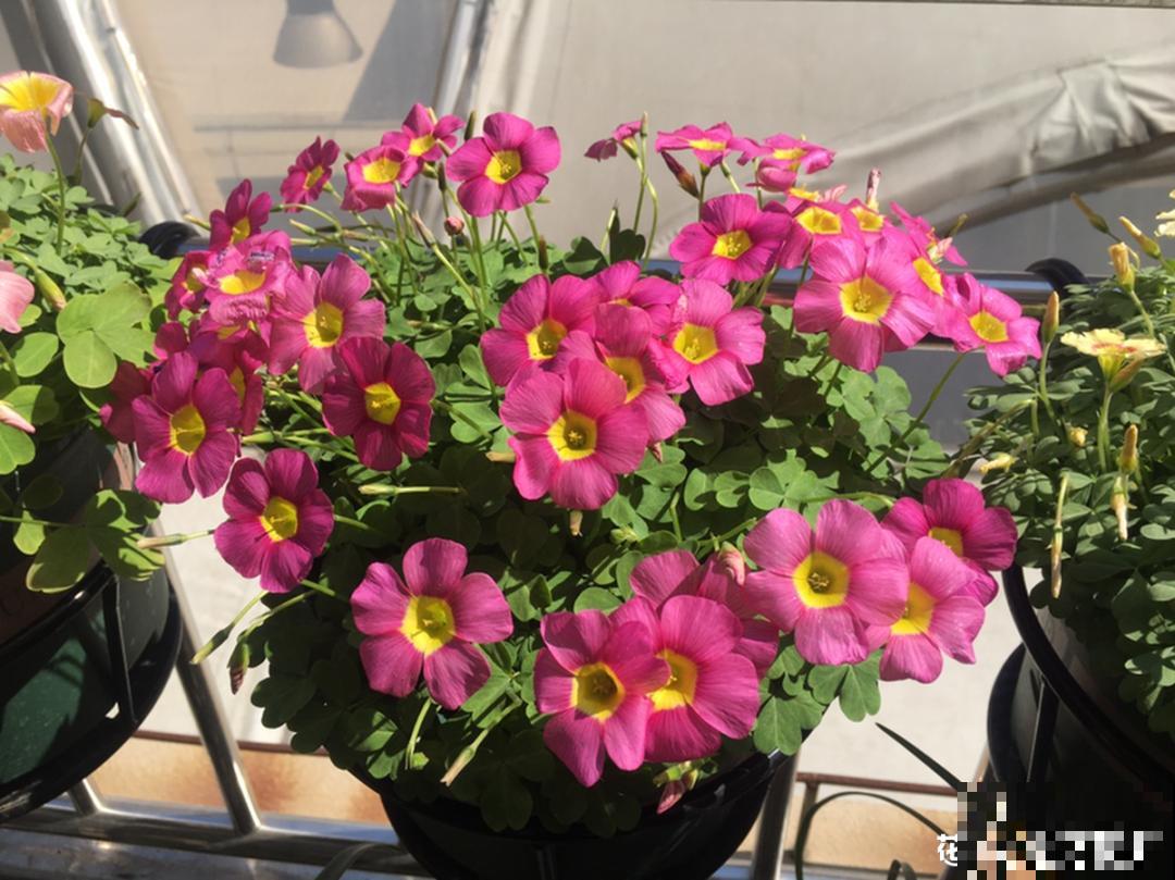 20种花，现在养正是开花好时候，再晚就过季了