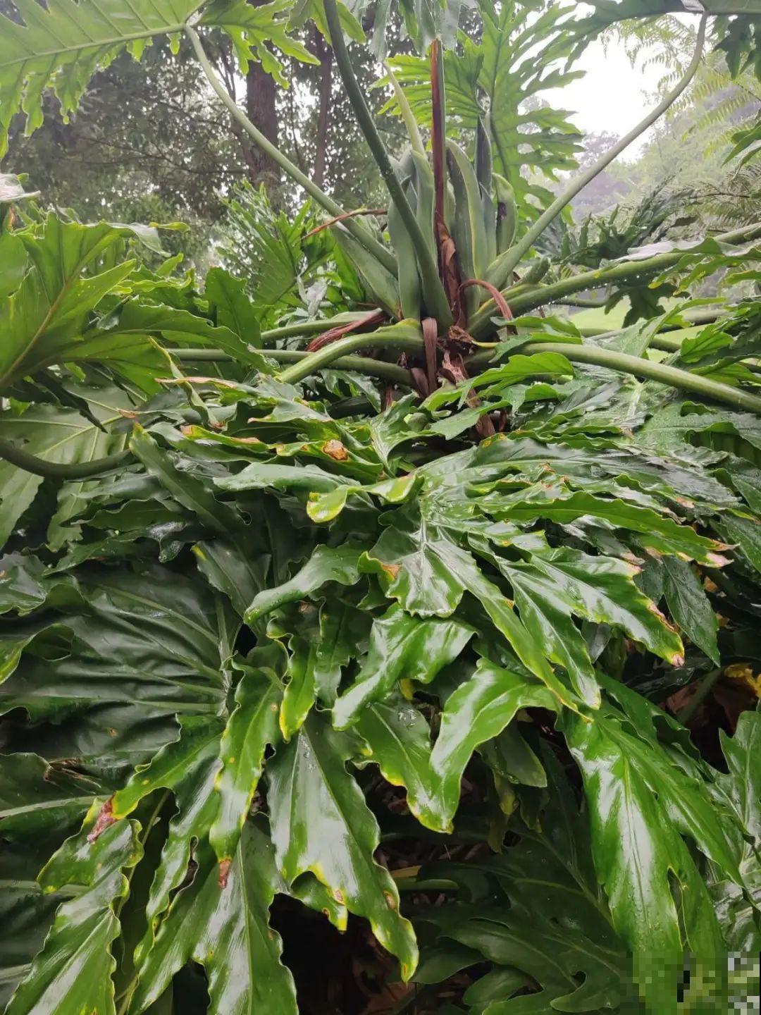 屋里养5种花，净化空气效果好，还特湿润