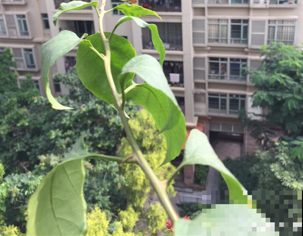 7种花有个小机关，找对位置打开它，新芽爆满盆