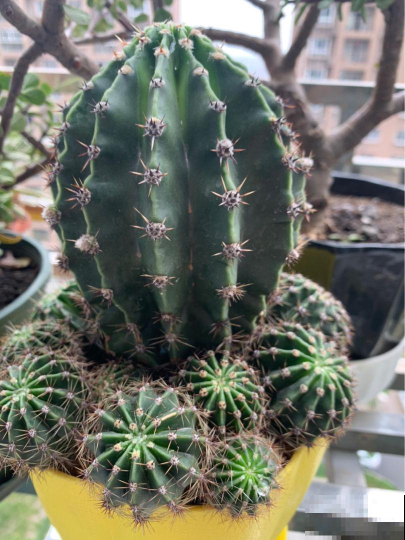 大爷养的仙人球，总是比我好，除了浇水还该怎么养