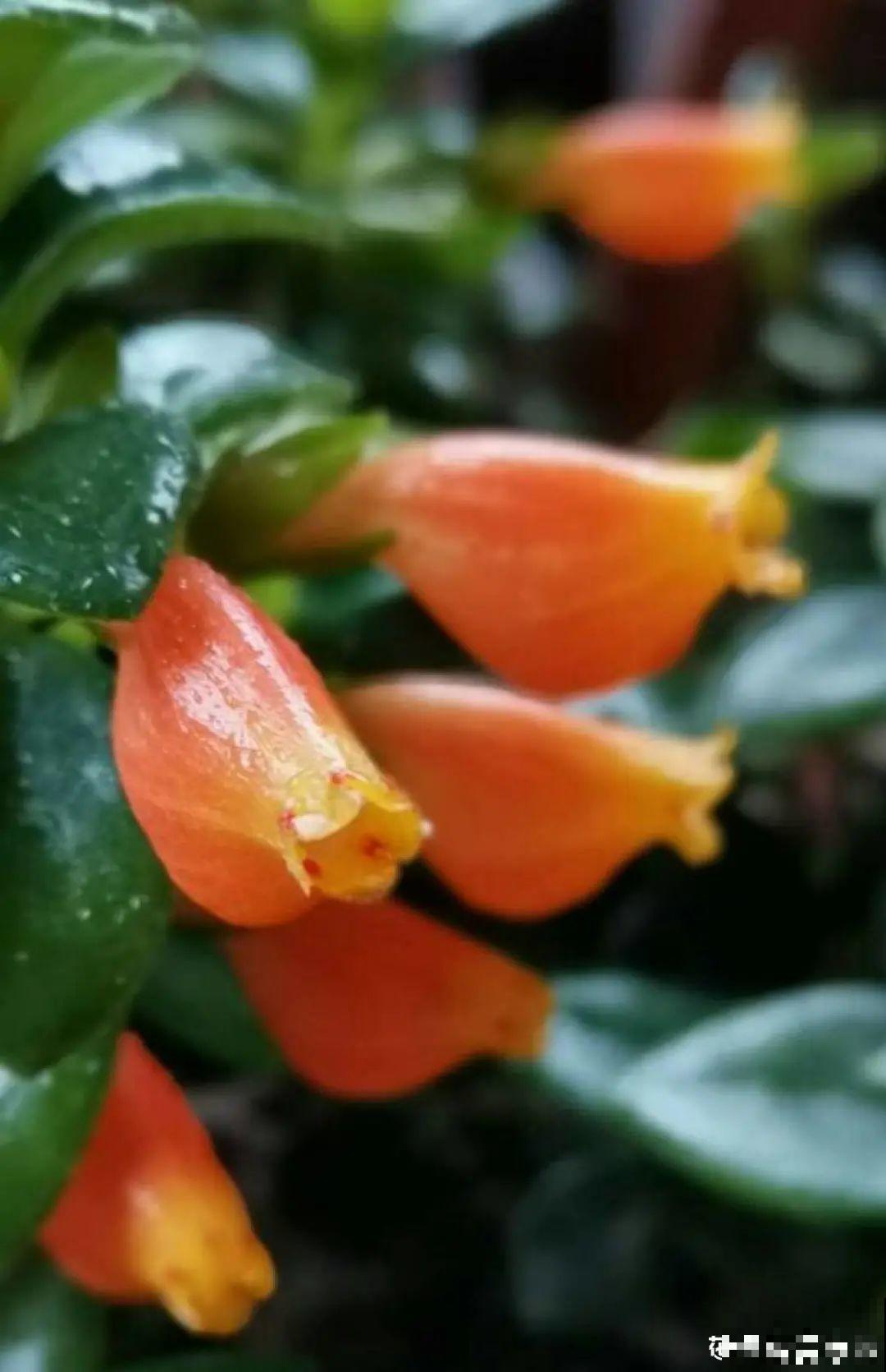 5种花,要是秋天不扦插,错过还得等1年! 5种花,要是秋天不扦插,错过还得等1年!