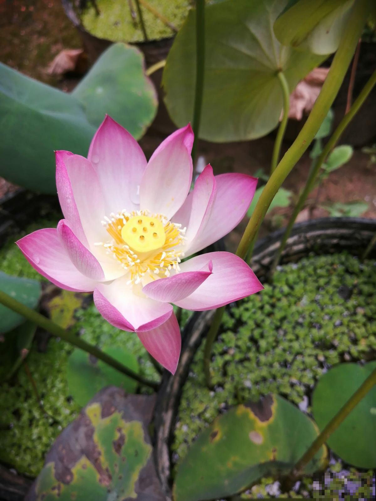 民间流传“不吉利的花”，敢养的人太少，你养过几种？