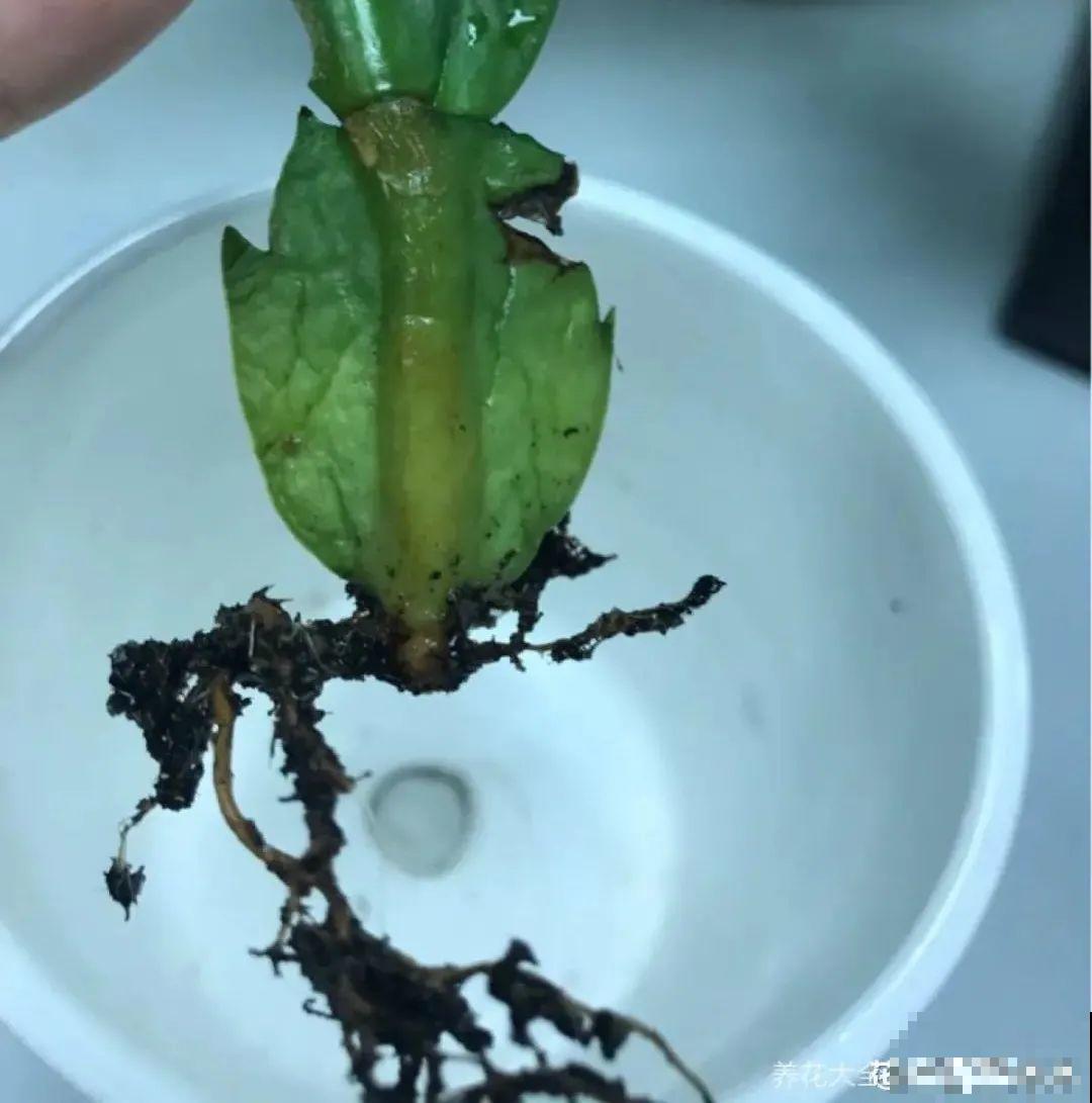 蟹爪兰软趴趴、掉花苞？它有“5怕”，避开后，叶片硬如铁！