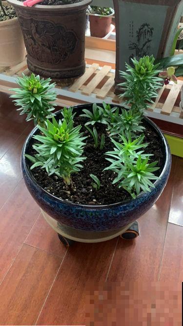 土里埋个百合种球，一周就冒芽，两个月开花，满屋子是香味