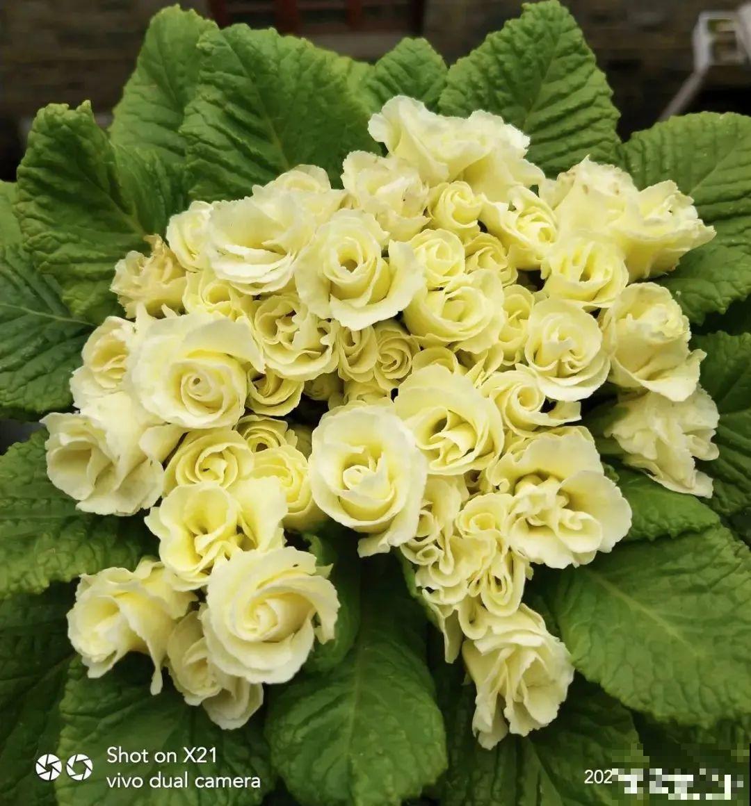 8种花，年年买，年年养死，今年可别当冤大头