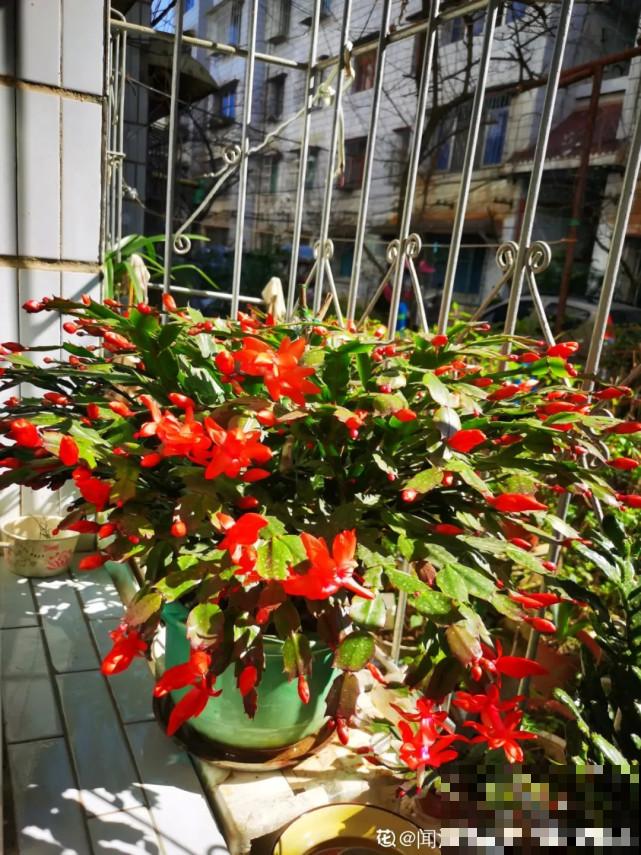 蟹爪兰“睡醒了”，给花施点肥，花苞呼呼冒