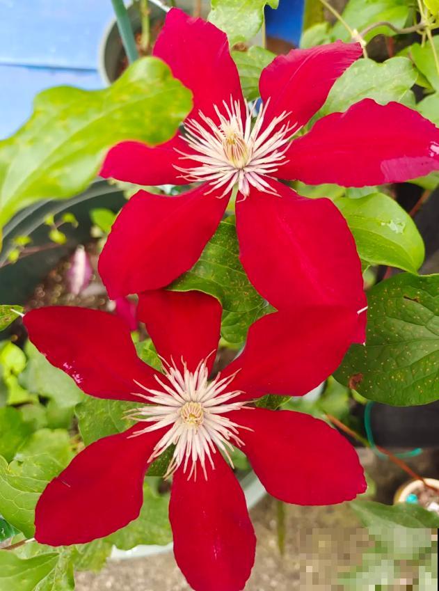 “花园三宝”之一,1年能开花上百天,冬天特别抗寒! “花园三宝”之一,1年能开花上百天,冬天特别抗寒!