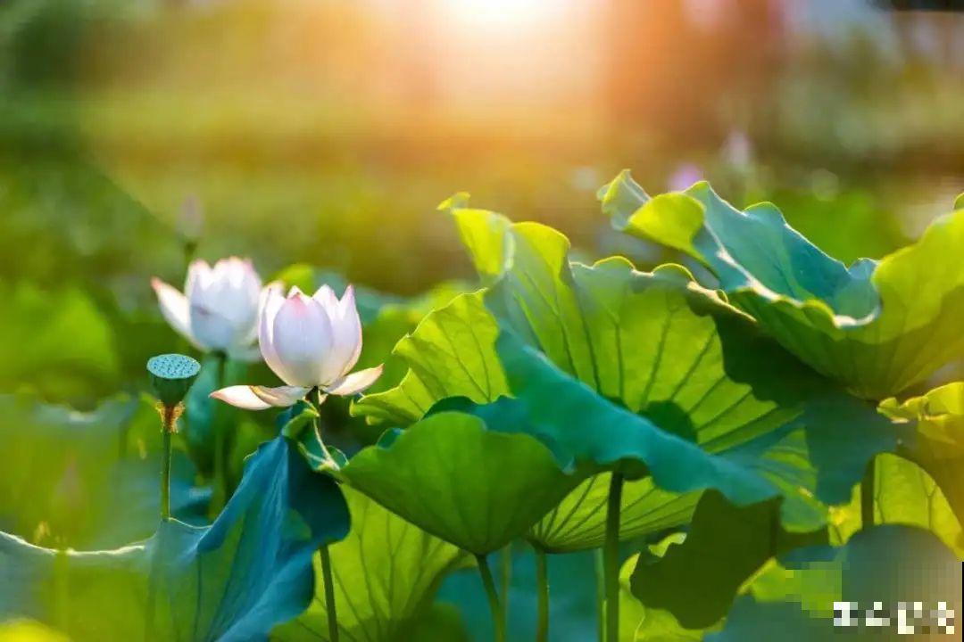 我有一个梦想，面朝大海，春暖花开