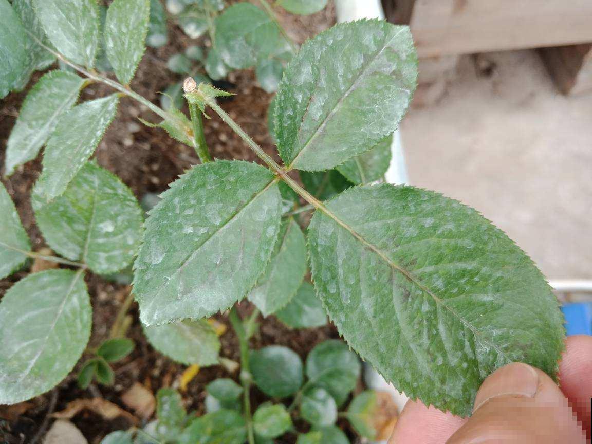 自制养花杀虫水，方便安全，养花特干净