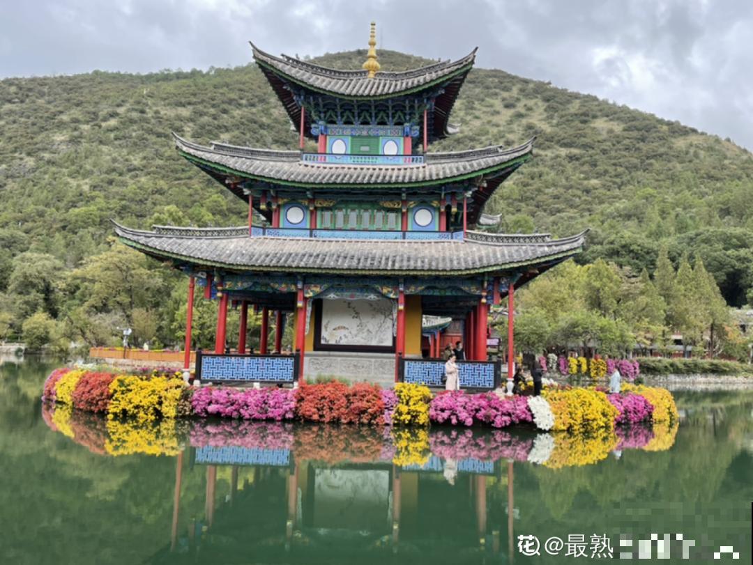 一盆菊花一万二，能开出七个颜色，真是少见