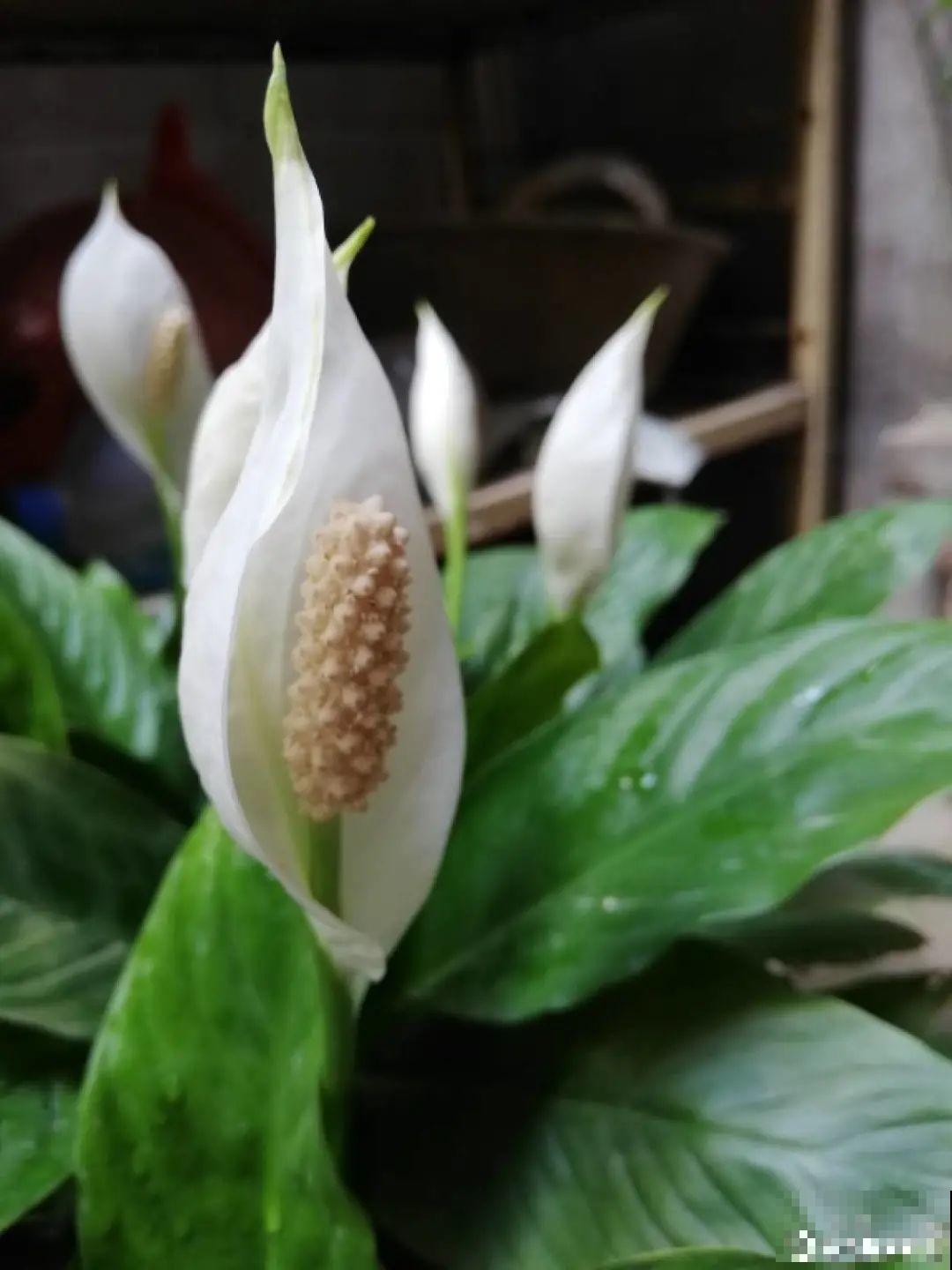 10种“怕晒花”，越晒死越快，半阴地儿反倒长得旺