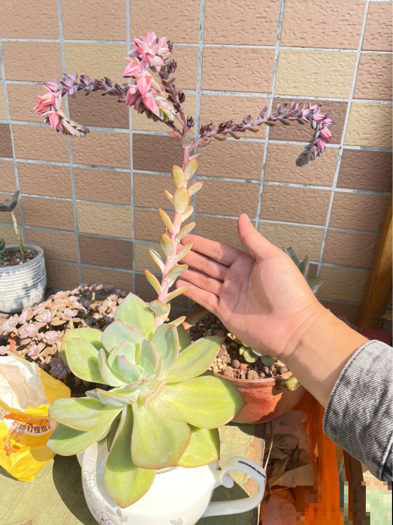 1个塑料袋，让植物安稳过冬，操作很简单