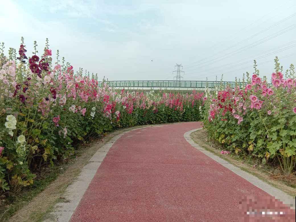 甄嬛传华妃口中的“一丈红”，其实就是蜀葵，开花艳丽多彩花期长