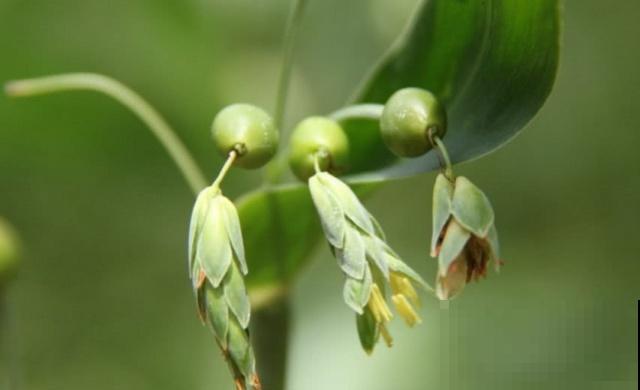 小时候“不受待见”的野草,现在排队山上挖,用处可大了 小时候“不受待见”的野草,现在排队山上挖,用处可大了