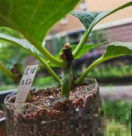 杀虫的好时机到了，要想虫卵一窝端，得在土里铺一层“小东西”