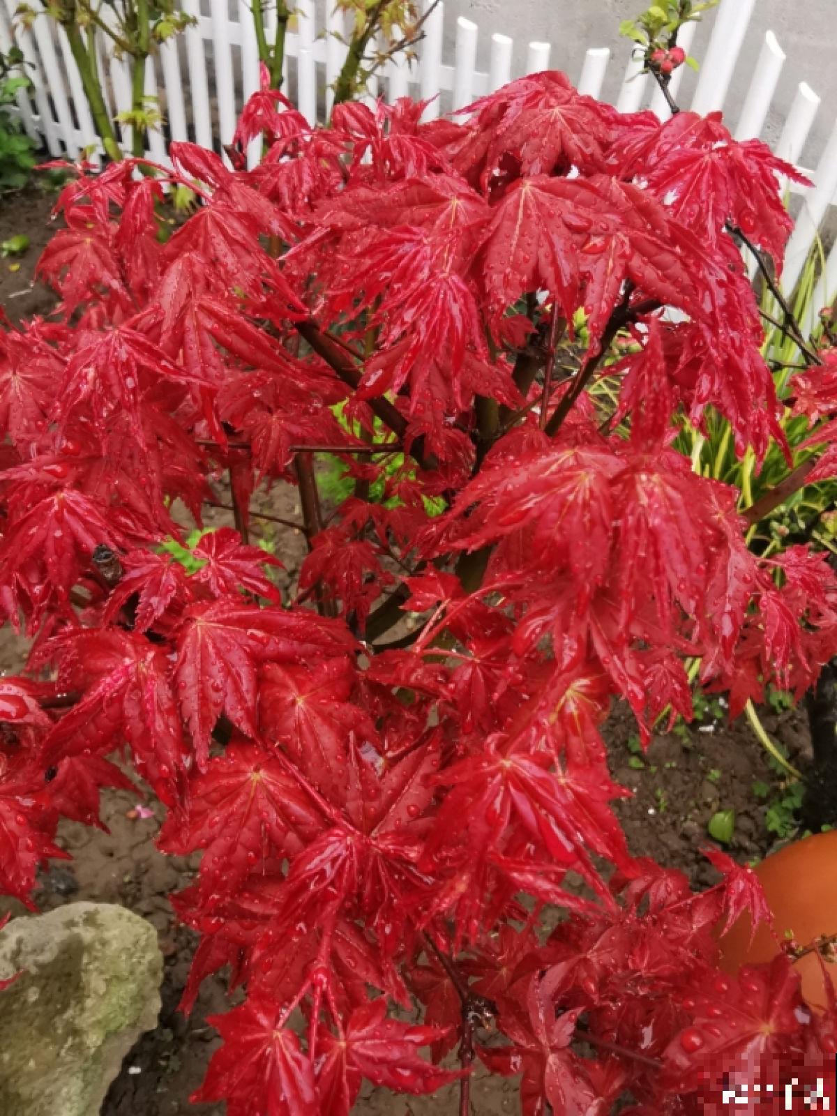 “金”秋九月，这8种植物叶子开始变黄，你知道为啥吗