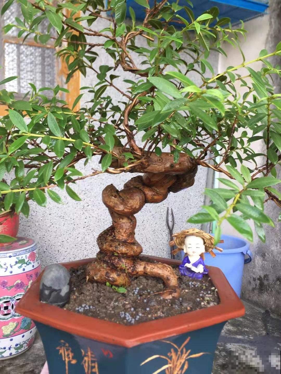 15种花，冬季浇水要注意，浇错了容易冻伤