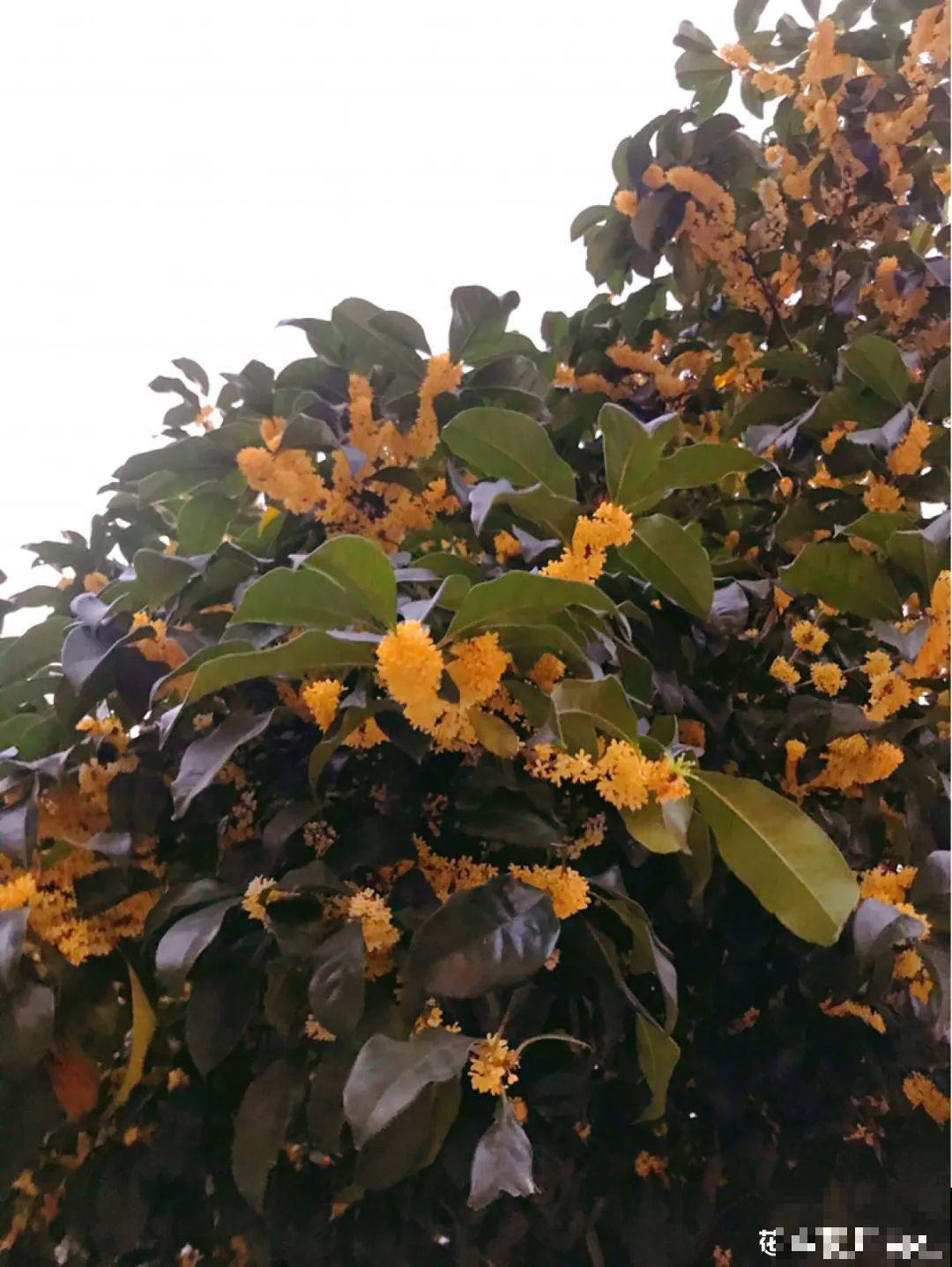 家里养8种“守家树”，红红火火特别旺运，镇宅好福气