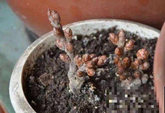 腊月买花要睁大眼,这8种花别要,养不活还浪费钱 腊月买花要睁大眼,这8种花别要,养不活还浪费钱