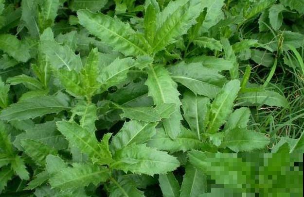 农村3种常见野草，是不可多得的中草药，别小瞧了