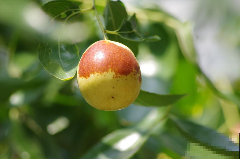 4种果树特旺宅，好看好养又好吃，还都是当季水果