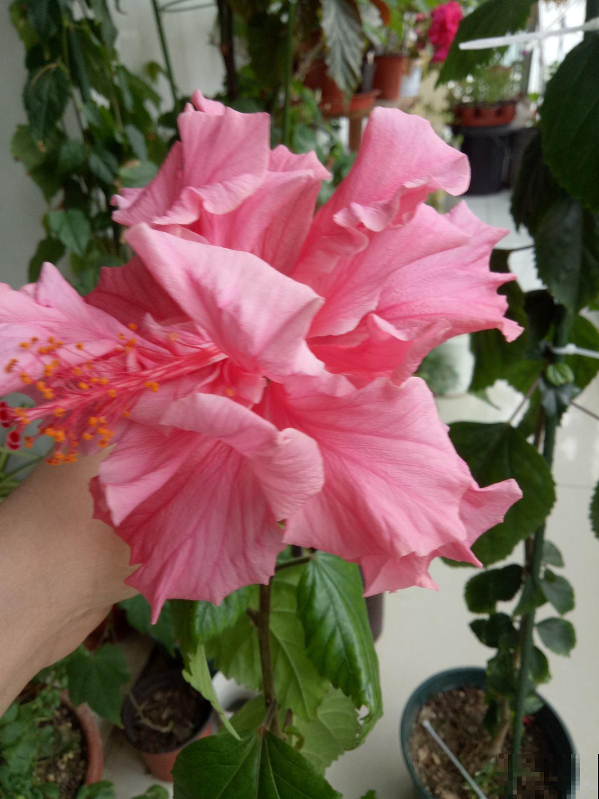 年底去花市，千万要注意“避坑”，不然多花好多冤枉钱