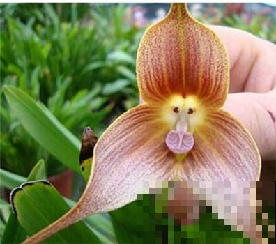 6种植物，长得特像小动物，惟妙惟肖又好养