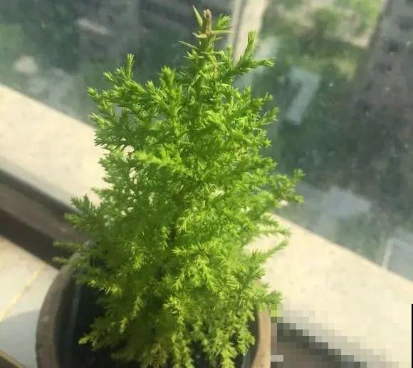 家里养一盆小香松,芬芳满室,满屋子都是高级香水味 家里养一盆小香松,芬芳满室,满屋子都是高级香水味