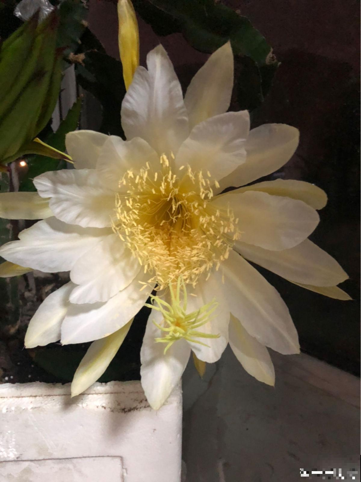 每天都吃的4种植物，长在树上的样子，你一定没见过