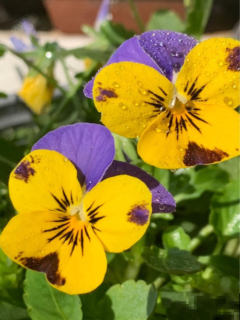 冬天也能养的耐寒草花，阳台上摆几盆，轻松变成小花园