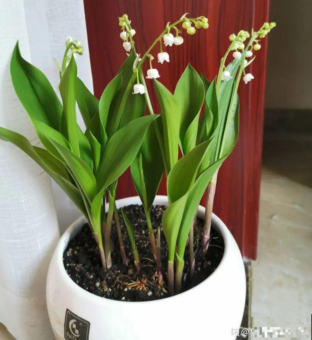 一把块根种土里，满枝条挂“铃铛”，开花满屋子高级香水味