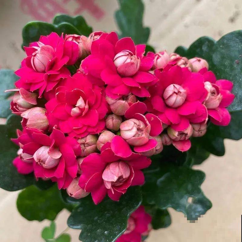 冬天常见的“吉利花”，耐旱皮实花量大，大半年都在开花