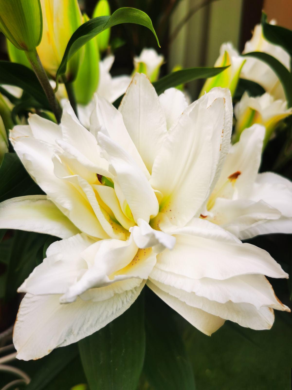 秋天常见的60种花，最全花卉图谱，收藏起来慢慢看