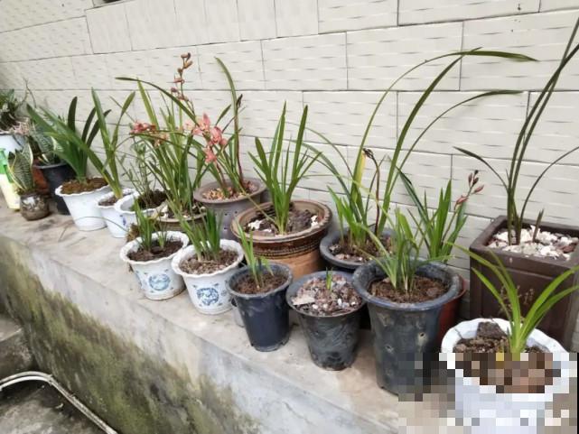 家里的“垃圾”留下，拿来养花效果好，颜值超高