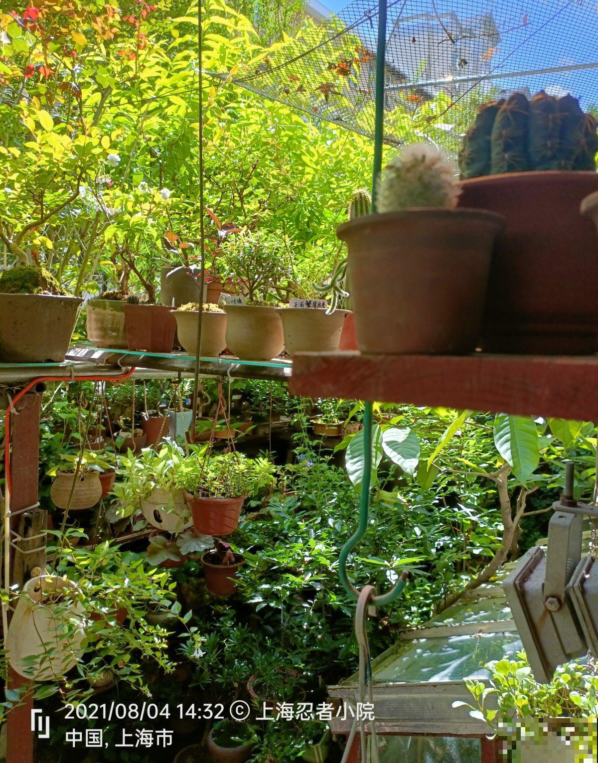 农村没人住的小平房，8万块钱就能买下来，拿来养花正好