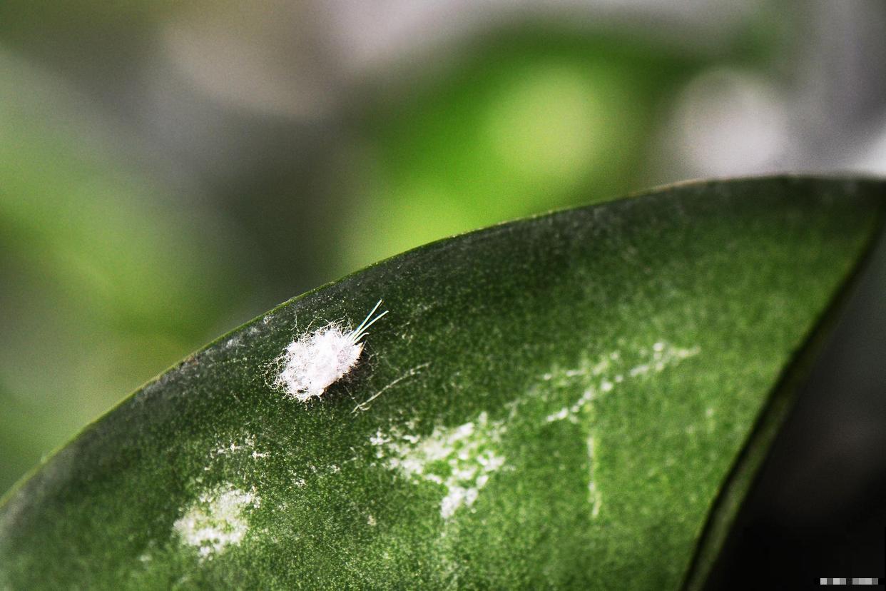 多肉植物长白虫子了，怎么办？